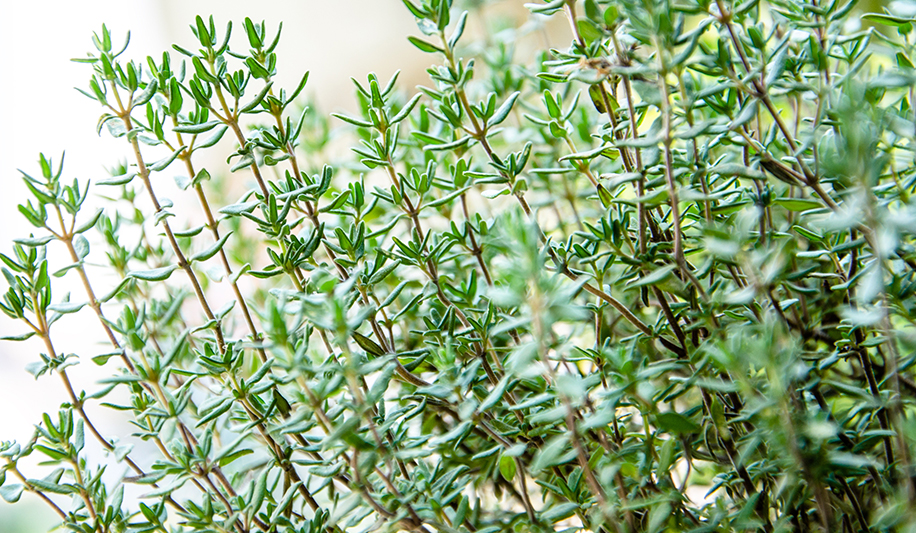 Thyme nature green from Laboratoire M2