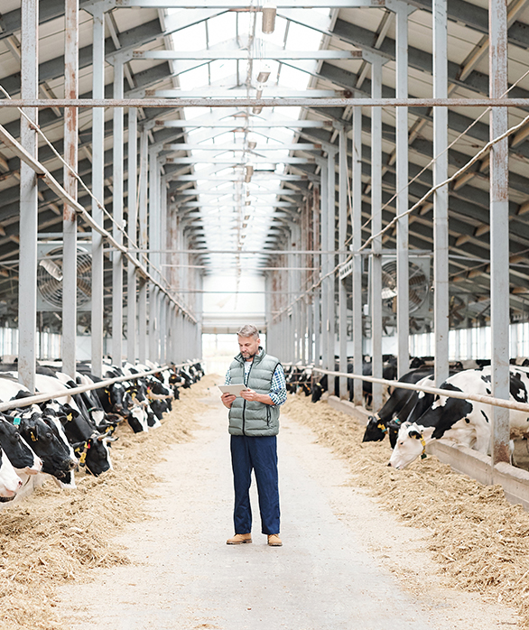 Men cleaning a barn with thymol disinfectant