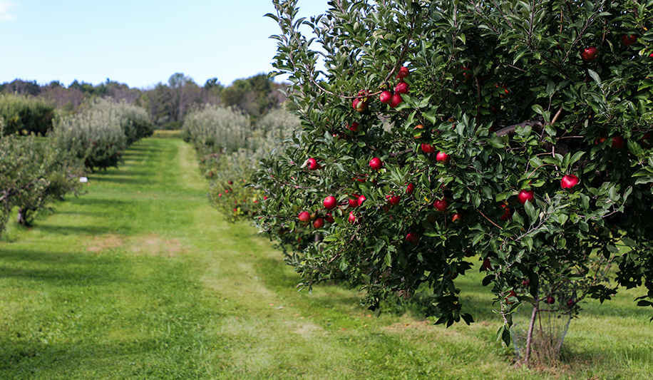 Orchards treated with safe Thymox biopesticide