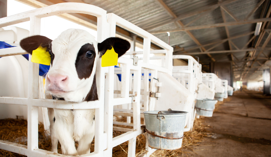 Cows in a clean barn thanks to Thymox disinfectant