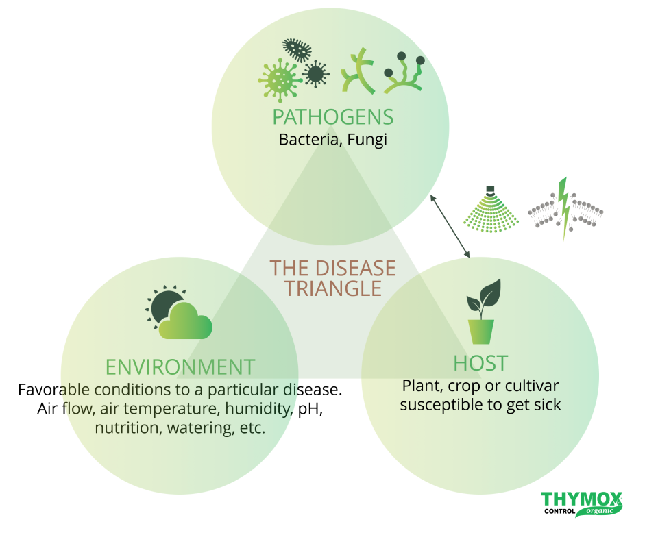 Crop Triangle_Disease Thymox